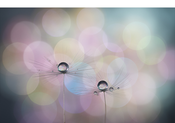 SonyStore_JpSpt's tweet image. ✨📷新製品NEWS📷✨
Gマスター初の中望遠マクロ登場!
『FE 100mm F2.8 Macro GM OSS』
🔍最大撮影倍率1.4倍&高解像✨
🗓発売:11/21(金)
👀先行展示:10/3(金)
🛒予約開始:10/7(火)10時~
高い解像性能と美しいぼけ描写で、
花や小物、ポートレートやウェディングにもぴったり💍
詳細▶…