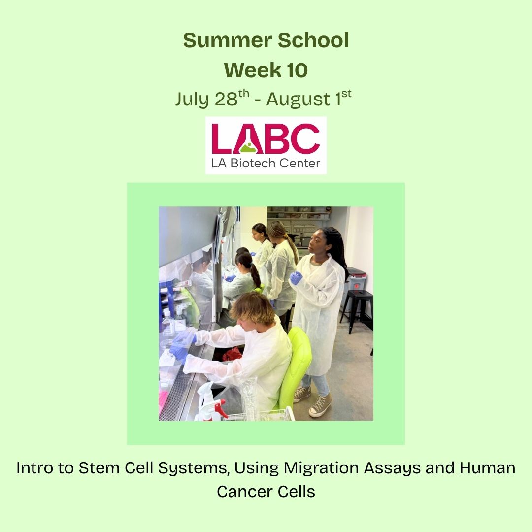 LABiotechCenter's tweet photo. Week 10 at @LABiotechCenter: Students dove into stem cell systems &amp; cancer biology. Hands-on labs included cancer stem cells, neural stem cells &amp; pluripotent stem cells. Future scientists in action! 👩‍🔬👨‍🔬
https://t.co/w20IbpJHor
#STEM #Biotech #Biology #FutureScientists #STEMcells https://t.co/fwFw1wBIV2
