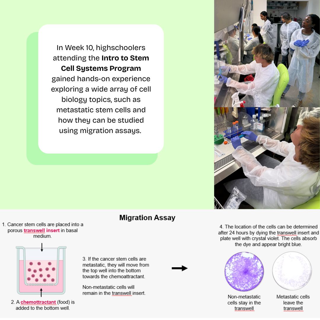 LABiotechCenter's tweet photo. Week 10 at @LABiotechCenter: Students dove into stem cell systems &amp; cancer biology. Hands-on labs included cancer stem cells, neural stem cells &amp; pluripotent stem cells. Future scientists in action! 👩‍🔬👨‍🔬
https://t.co/w20IbpJHor
#STEM #Biotech #Biology #FutureScientists #STEMcells https://t.co/fwFw1wBIV2