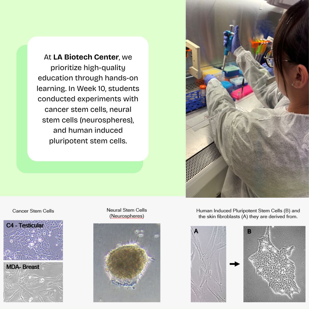LABiotechCenter's tweet photo. Week 10 at @LABiotechCenter: Students dove into stem cell systems &amp; cancer biology. Hands-on labs included cancer stem cells, neural stem cells &amp; pluripotent stem cells. Future scientists in action! 👩‍🔬👨‍🔬
https://t.co/w20IbpJHor
#STEM #Biotech #Biology #FutureScientists #STEMcells https://t.co/fwFw1wBIV2