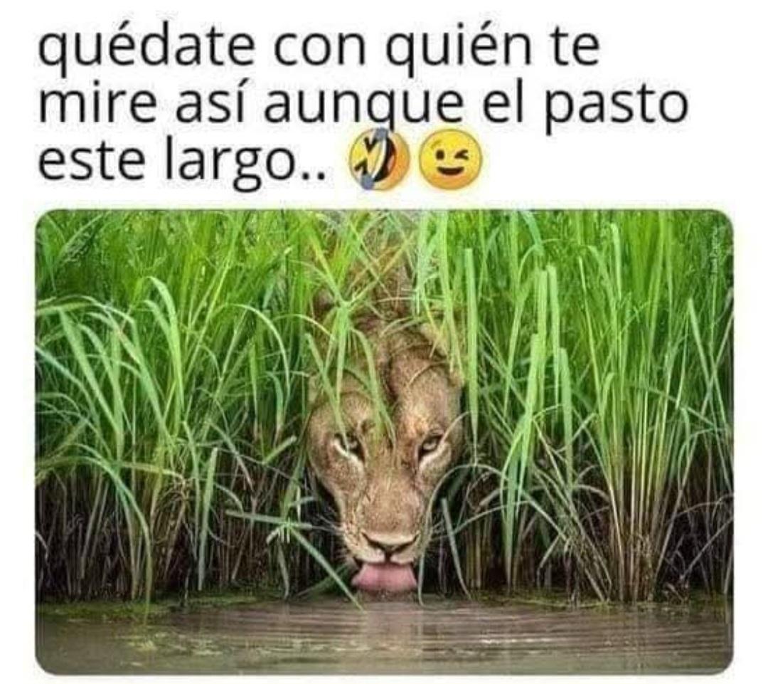 Par_Curiosos tweet media