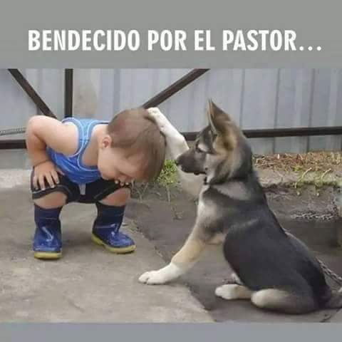 Awwww❤️
#AdoptaNoCompres 
#DogLovers
#SonCosasDePerritos