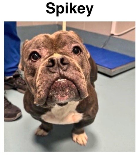 MeowMiya88's tweet image. 📢🇺🇲🗽🆘️💔⏳🚨🐶😿Please RT to find Spikey #NYC #lostdog #Missingdog #Queens #dogsoftwitter #DogsOfX @HAPetRescuer
