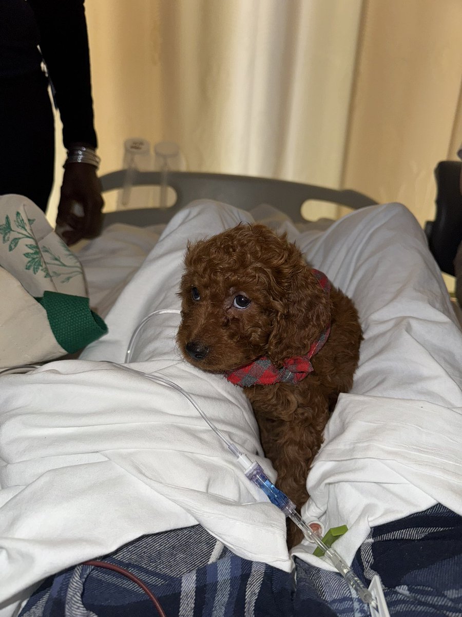 bhlurs's tweet photo. new addition to the family 🥹 his name is leo https://t.co/m1qoEMfKYK