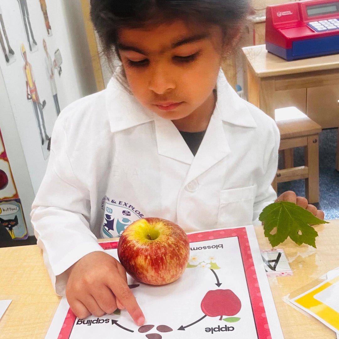 ie_stem's tweet image. Fall Harvest & Apples Week is keeping us busy!
Our little learners explored a sensory bin of colorful leaves & apples, weighed apples, talked about their life cycle, and even collected leaves on a nature walk!
#PreschoolFun #FallLearning