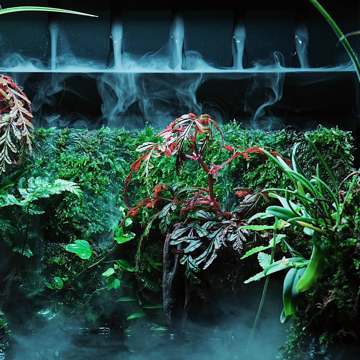 ada_lab_umeda's tweet image. DOOA PRODUCTS
：MIZUKUSA MIST WALL 600

佗び草マットや佗び草を利用することで、壁面状に水草の水上葉が展開し、自然感あふれる情景を楽しむことができるADA独自の水草育成システムです。

ADA LAB UMEDAにて展示・販売中。

#adalab #adalabumeda #ada