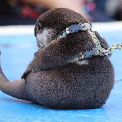 shotaro as otters 🦦 (@shotaroasotter) on Twitter photo 