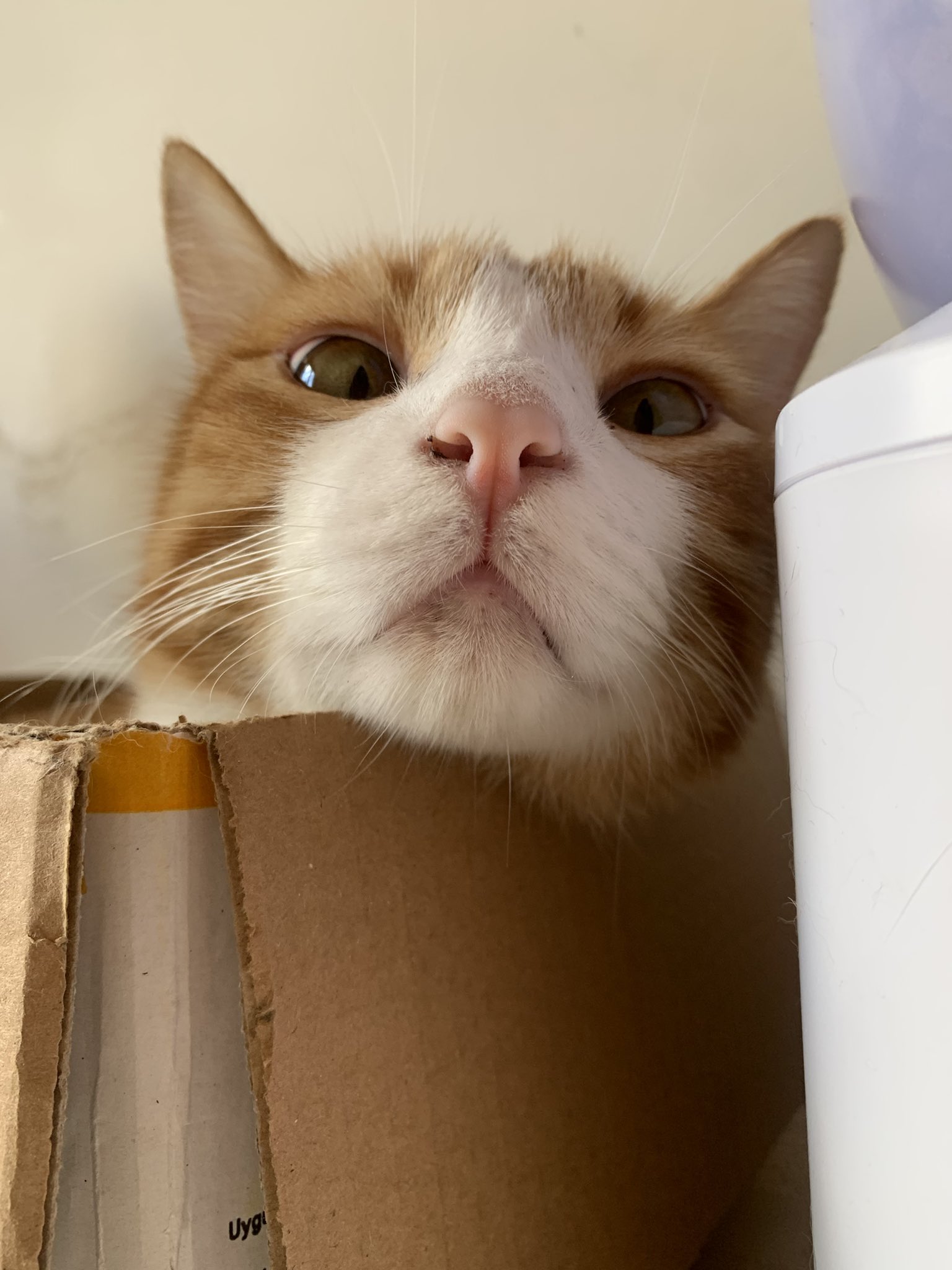 ねこズとにぼし on X: 