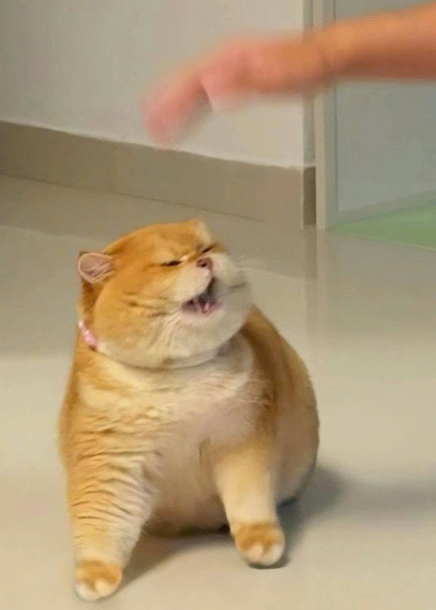 nocontextscats's tweet photo. NO TOUCHING!!!! 😡 https://t.co/N6XkxQzmuE