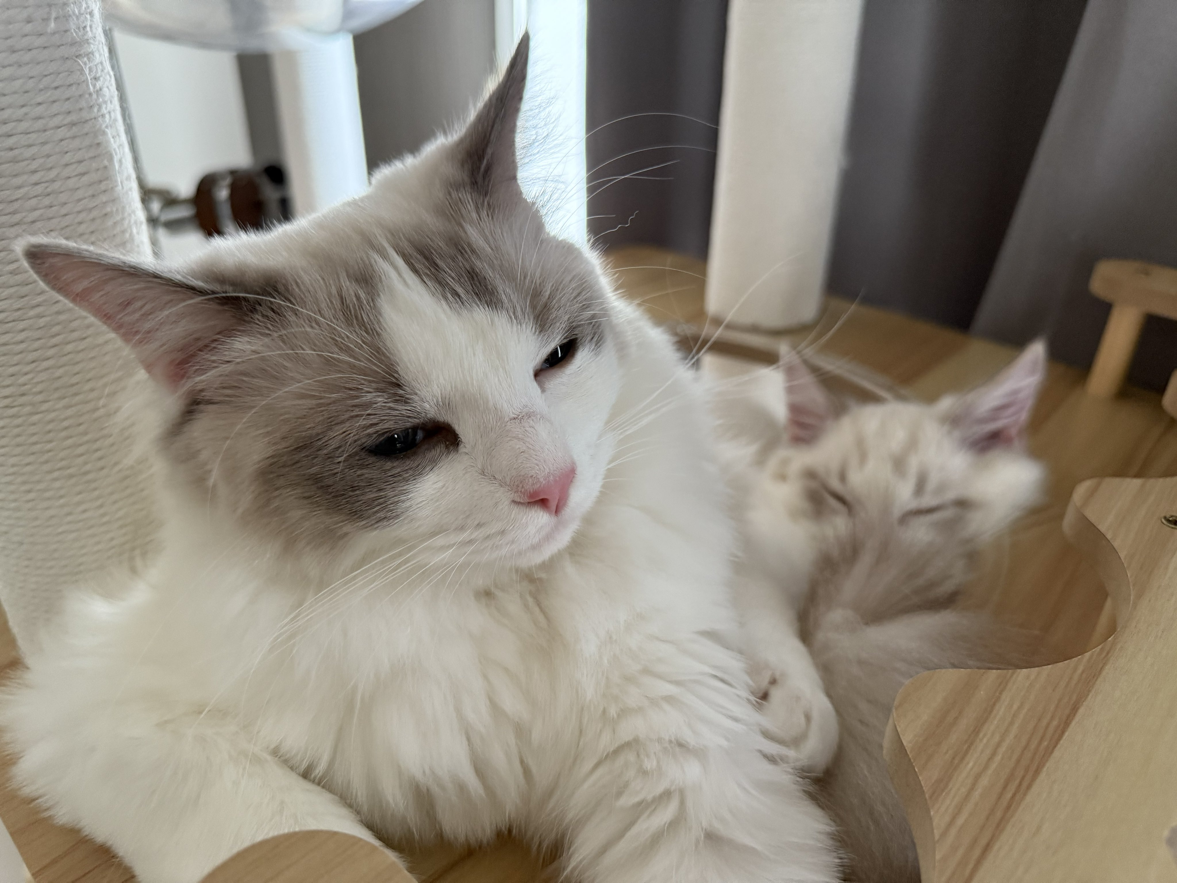 かわいいネコちゃんラトル トップ製菓【公式】@れいこ on X: 