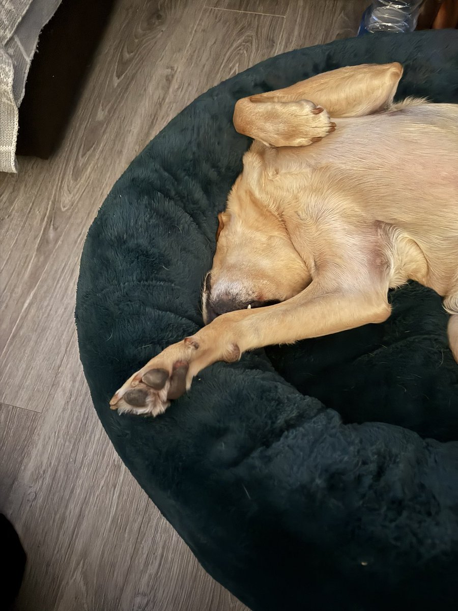 SparksTheDogMentorSPAG tweet media
