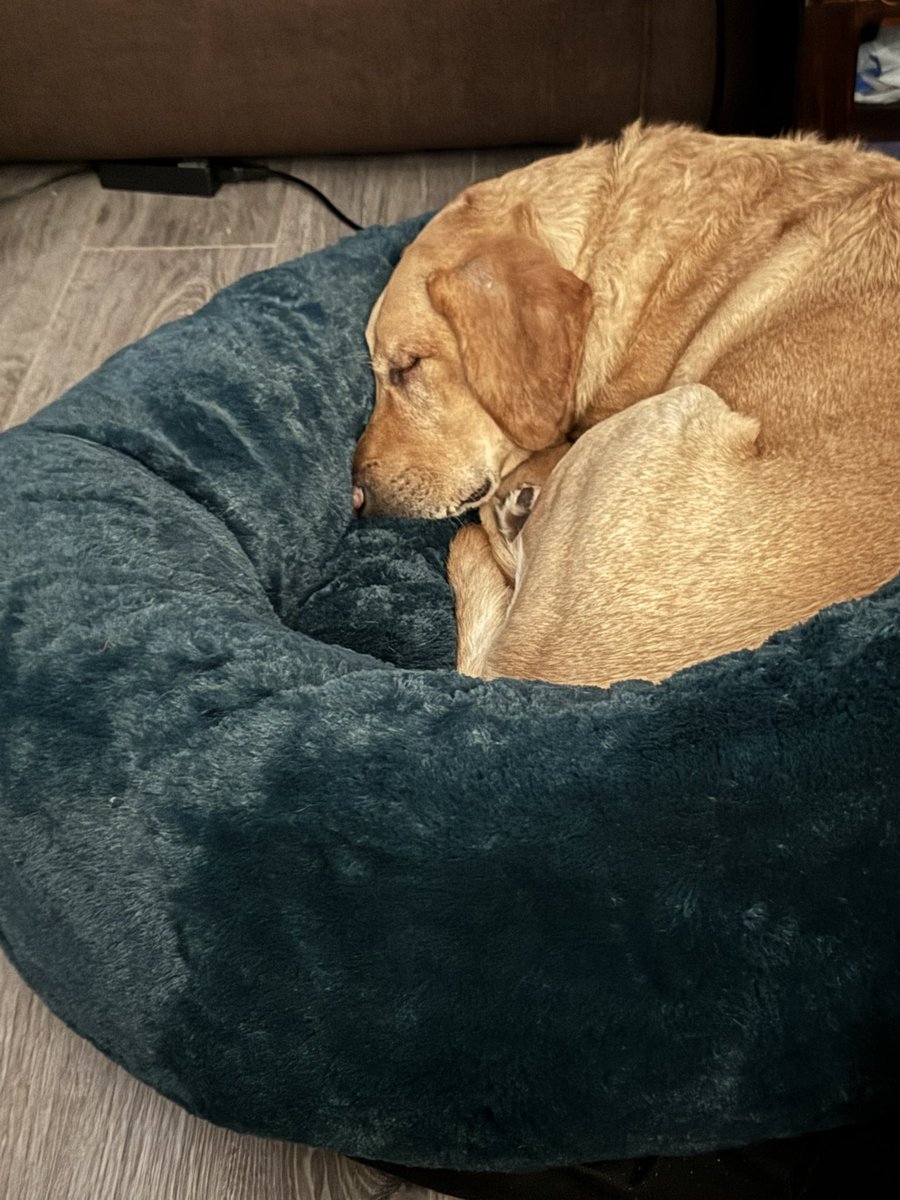 SparksTheDogMentorSPAG tweet media