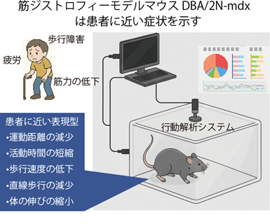 【研究成果】デュシェンヌ型筋ジストロフィーのモデルマウスにおける運動機能障害を解明――DBA/2N-mdxマウスの24時間自動行動解析に成功――
a.u-tokyo.ac.jp/topics/topics_…
#東京大学 #農学部 #マウス #デュシェンヌ型筋ジストロフィー #自動行動 #獣医学