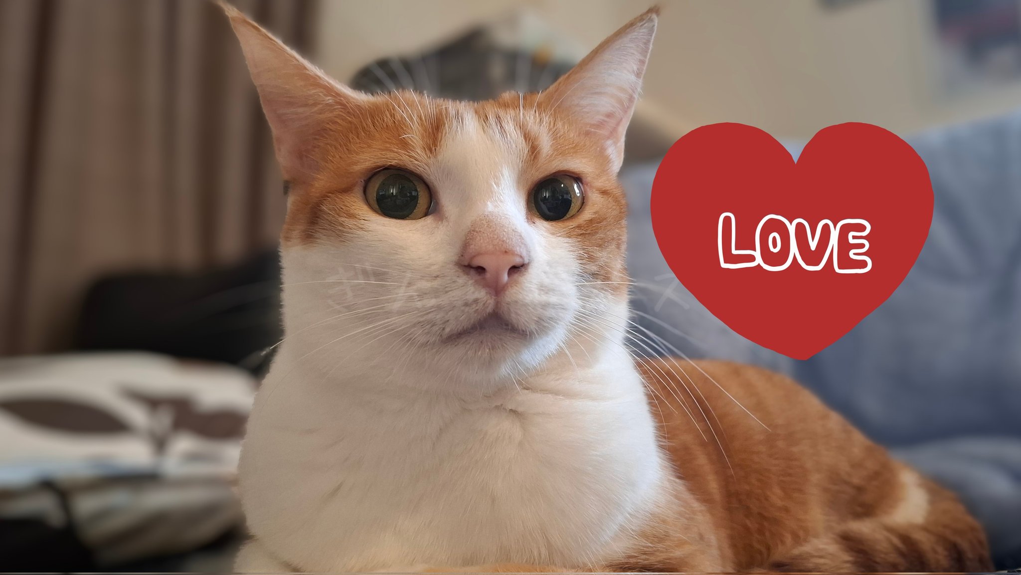 ふらんすねこ様♡ありがとうございます♡ ぎんちゃんズ on X: 
