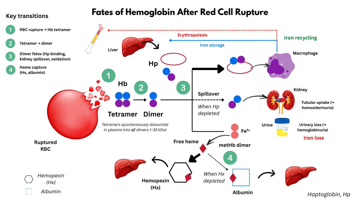 1/4

What happens to hemoglobin after RBCs rupture?

When red cells rupture, hemoglobin (Hb) is released into plasma. Hb tetramers fall apart into αβ dimers, which are unstable and potentially toxic. What happens next?