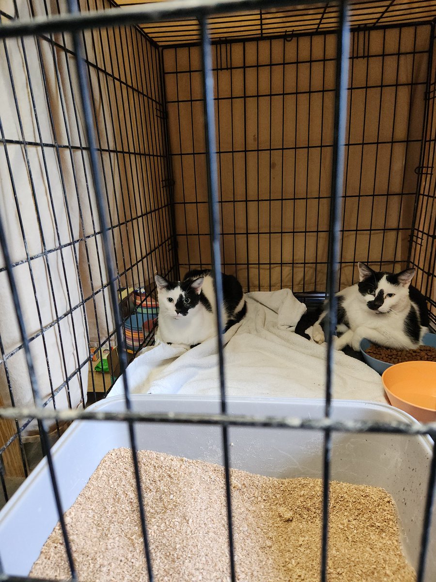 It is spay neuter day tomorrow and these two brothers are getting neutered and I have found them a home together I have 13 more that will be done please donate $25 for a male $50 for a female PayPal and venmo on profile I need assistance please donate