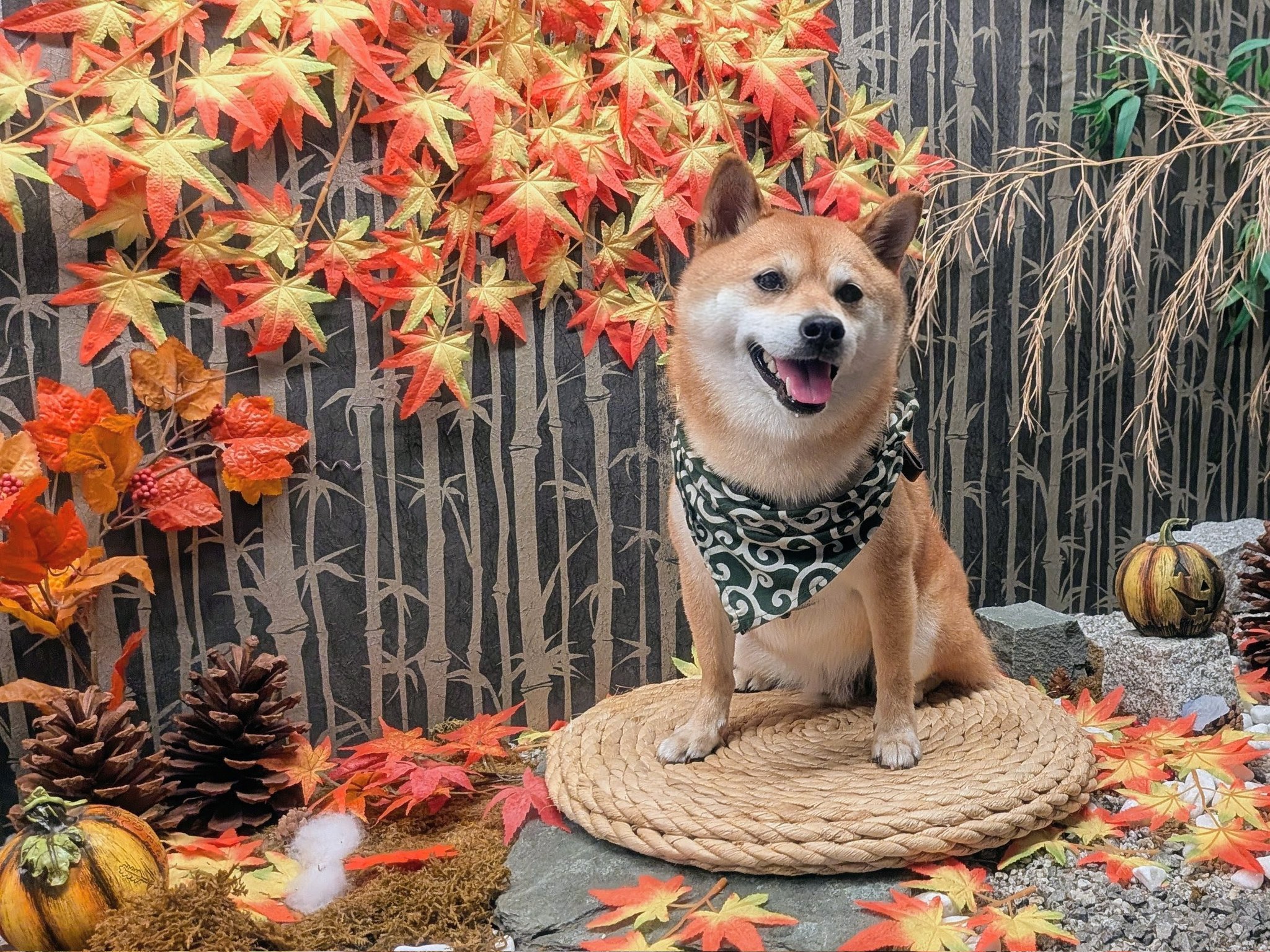 チビ柴小次郎 (@shibakojiro) / X