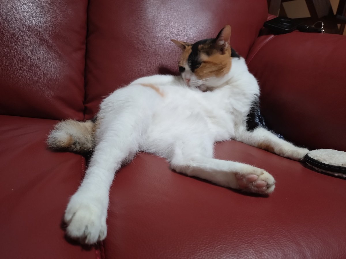 我が家一の平和主義者きなこ

少々気難しいみみーにも、地域猫から迎え緊張気味だったみくにも、フラットに接する

今年家族になったはなはすっかり懐いてる

きなこが何か喋ってると空気が和む

きなこは周りを明るくする存在

よろしくね

#猫好きさんと繋がりたい
#猫のいる幸せ
#猫のいる暮らし