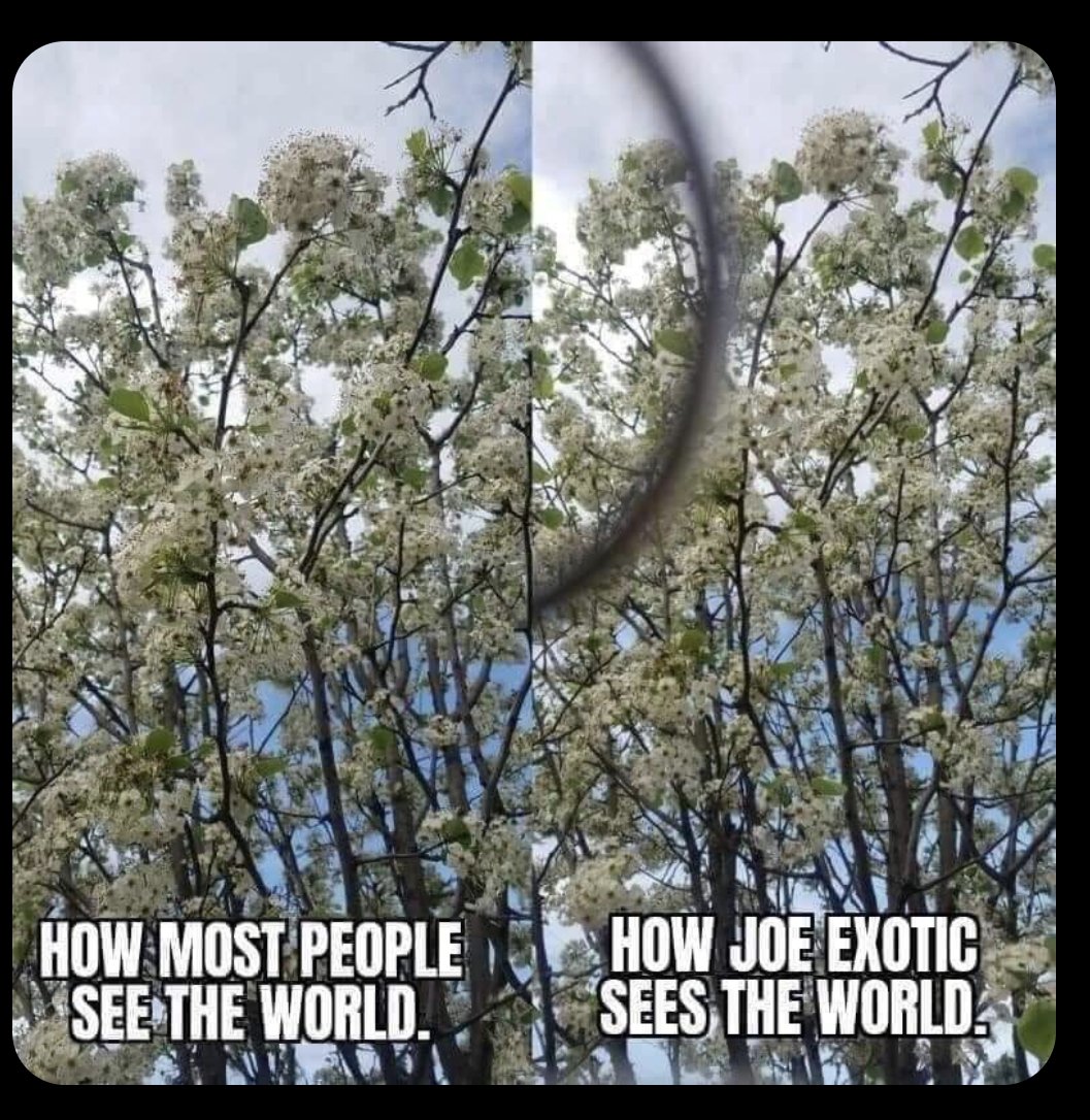 seb_kings's tweet image. Whilst rewatching #TigerKing, I remembered this banger of a meme