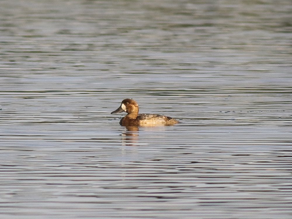 Alan_HP_Notts tweet media