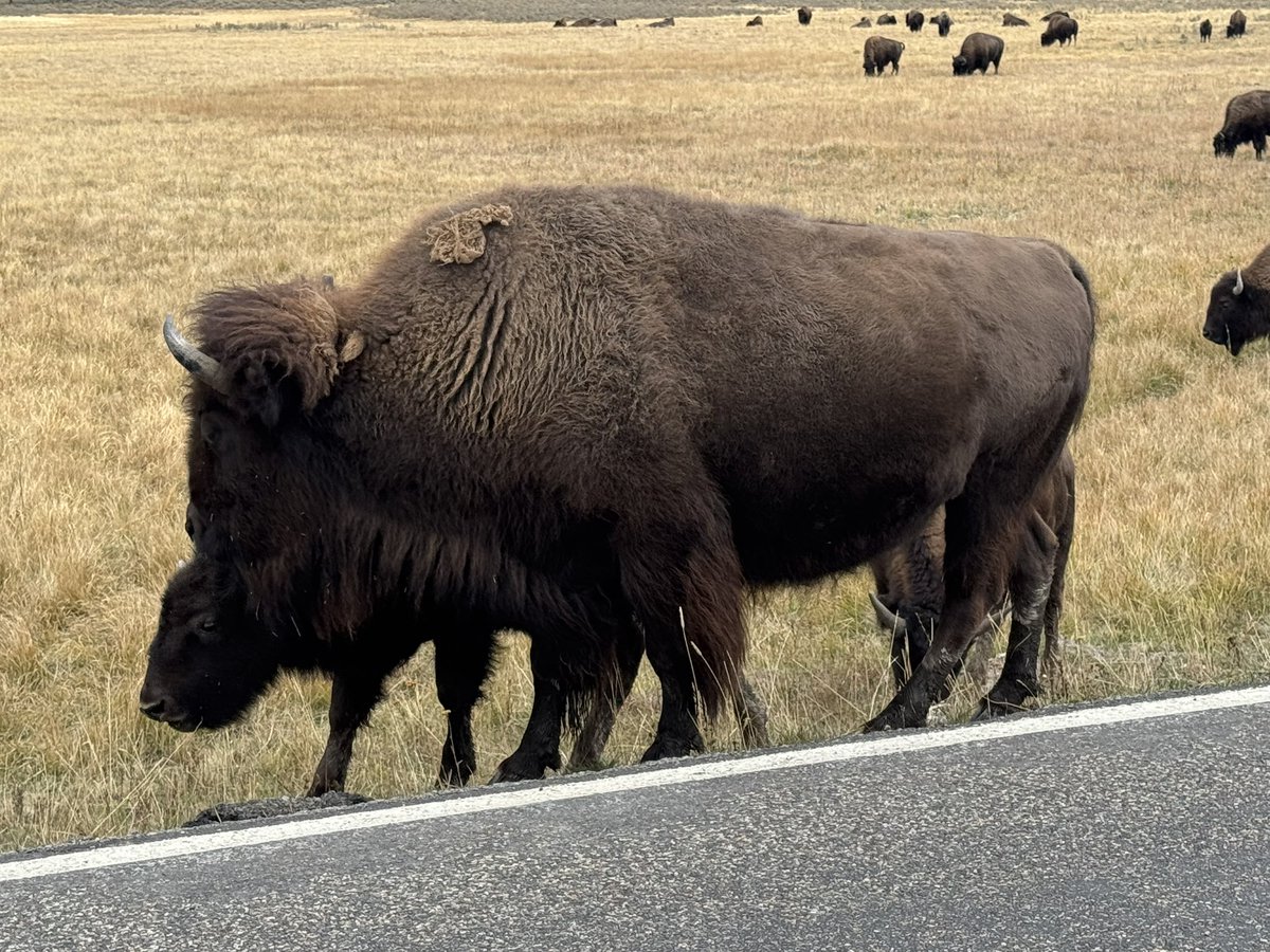 MappingThePath's tweet image. Morning after a light rain in the Hayden Valley at @YellowstoneNPS. Saw a bald eagle at two grizzlies as well! #travel