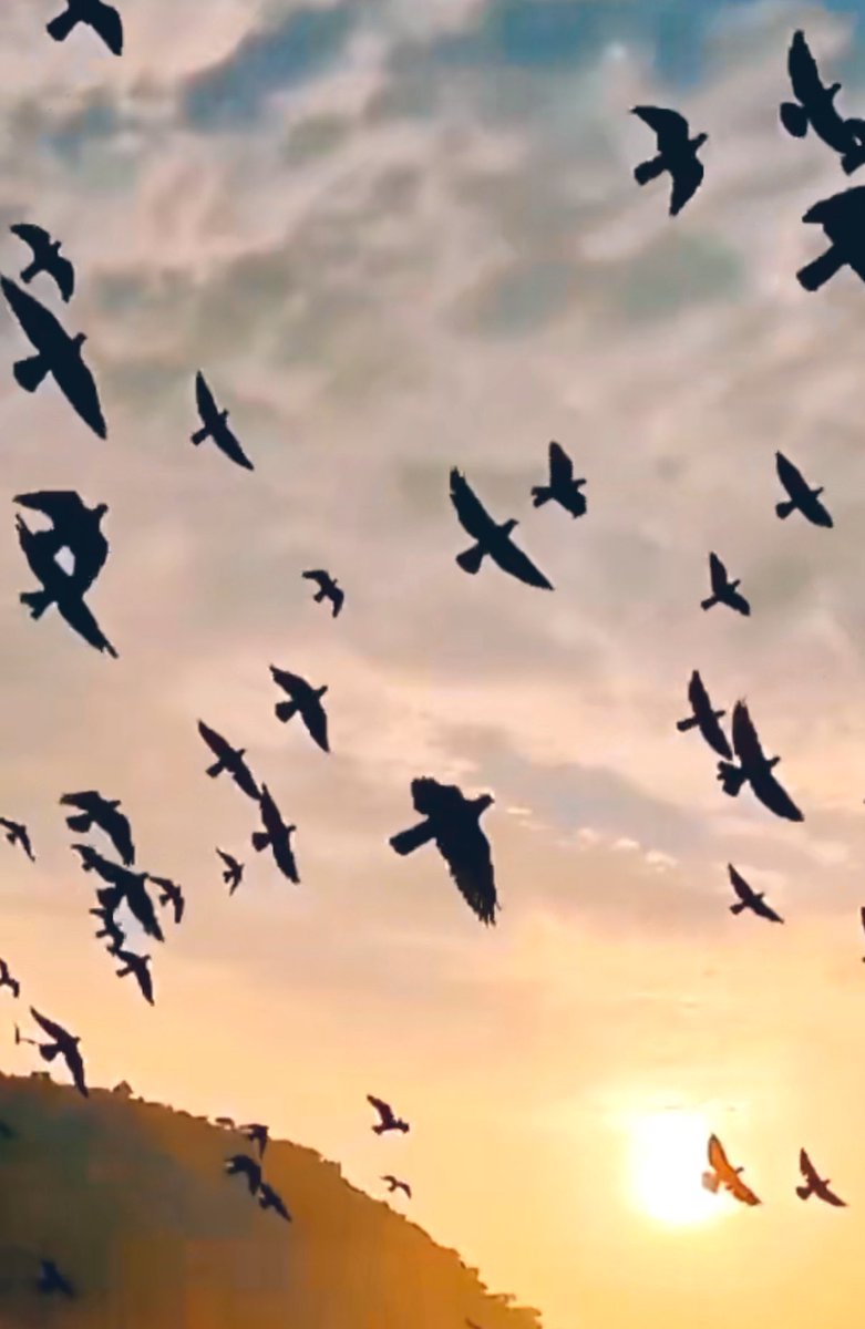 ربما لو أستطعنا الطيران لازدحمت السماء بالهاربين !!

#مريووم 😌