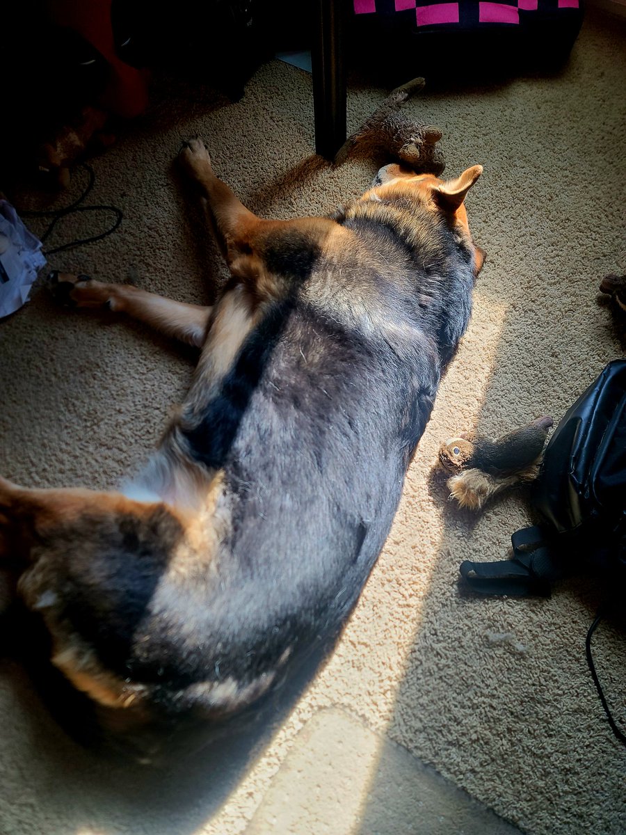 PDubsArcadeLoft's tweet photo. Always adorable when man's best friend wants to lay in the sunlight.
#Dog #DogLover #Doglife #DogNapping https://t.co/EbbID5gYfC