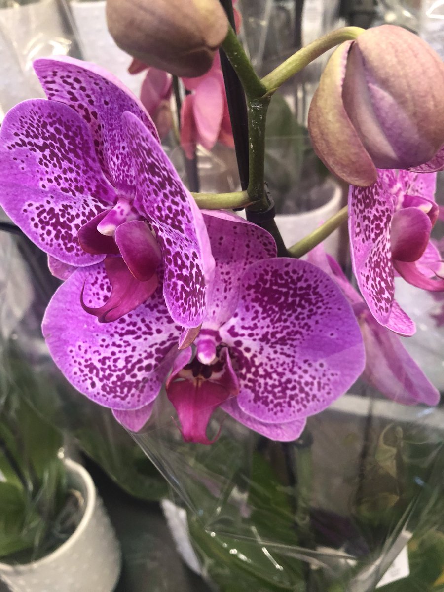 “I’m glad I live in a world where there are Octobers.”

- Lucy Maude Montgomery.

Happy October my dear friends.