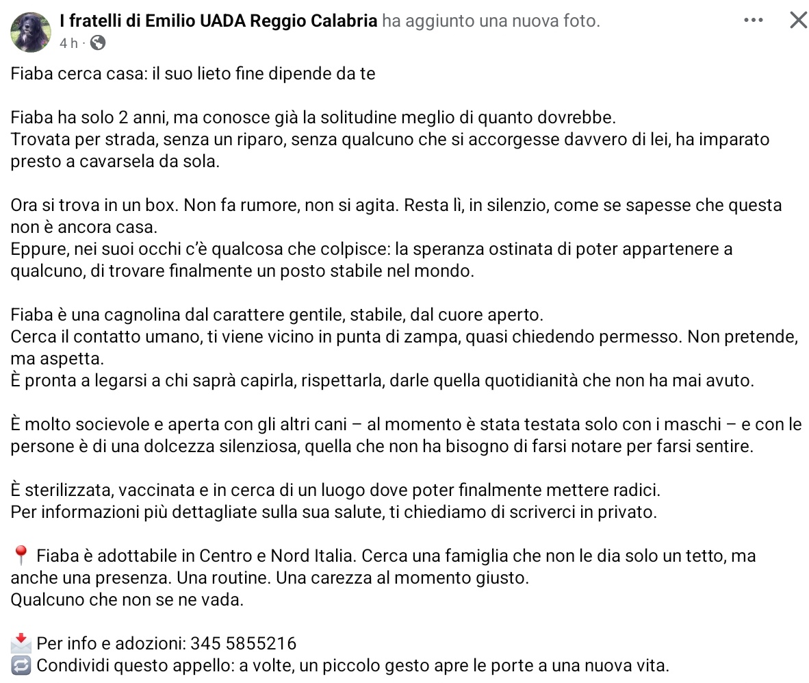 unonlus's tweet image. #Fiaba #cercafamiglia ha solo 2 anni, è adottabile al Centro e Nord Italia.
#uadareggiocalabria 
📩 Per info e adozioni: 3455855216
🆘️🆘️🆘️🆘️🙏🏻🙏🏻🙏🏻🙏🏻🙏🏻