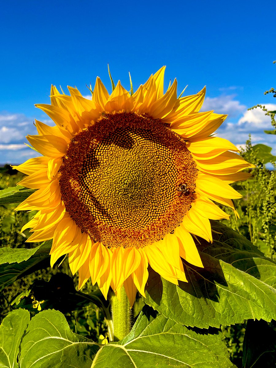 FancyCaroline's tweet image. The Valley experience.  Oh, and Brooke Shields was at the next table at the restaurant. 🤩