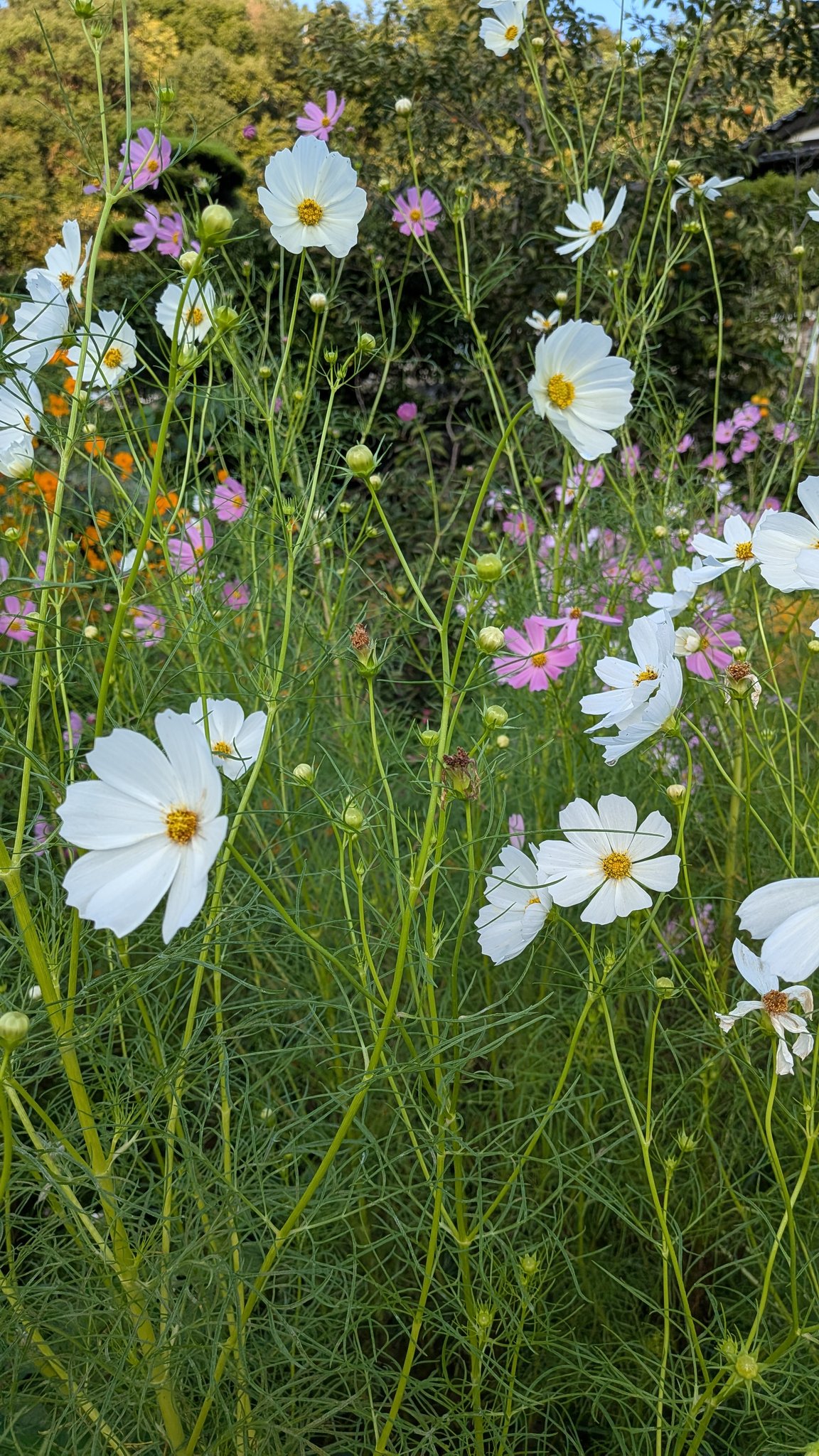 ✨コスモス様3点おまとめ✨ありがとうございます♡ サト on X: 