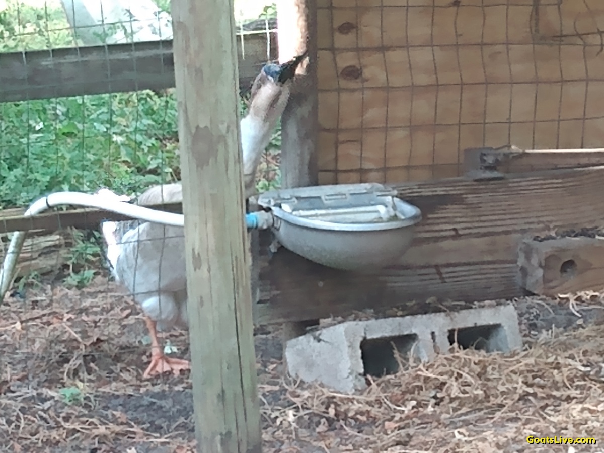 Violet wanted all the attention tonight for brushing. Meanwhile, Cuddles the goose was caught drinking from the goat's water.
バイオレットは今夜、ブラッシングのことでみんなに注目されたいと思っていました。一方、ガチョウのカドルズはヤギの水を飲んでいるところを見つかりました。
#ヤギ