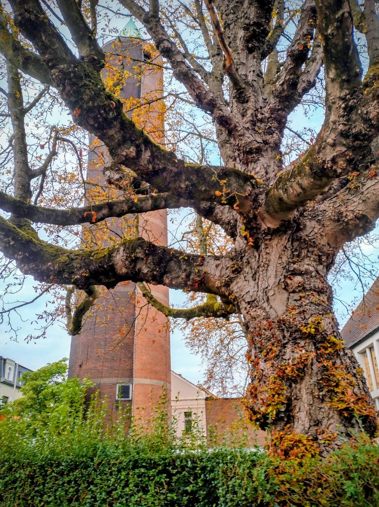 Healthy #thicktrunktuesday to the empathetic, peaceful, nature lovers 🌳🍃🍁
#Trees #Forests #ClimateCrisis #ShinrinYoku  #MentalHealth #PeaceInFreedom