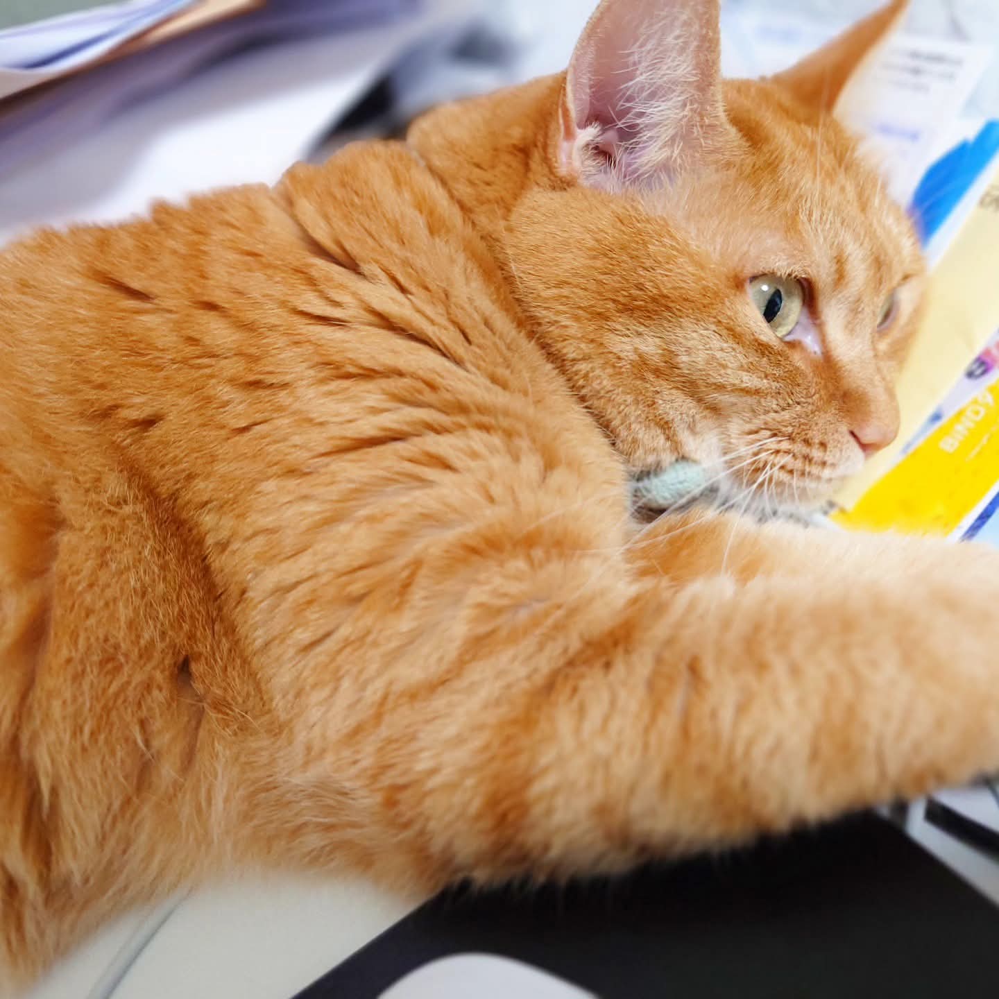 関西の猫好きさん専用 大阪の猫用おもちゃブランド「neuneko」と働く女性向け情報紙