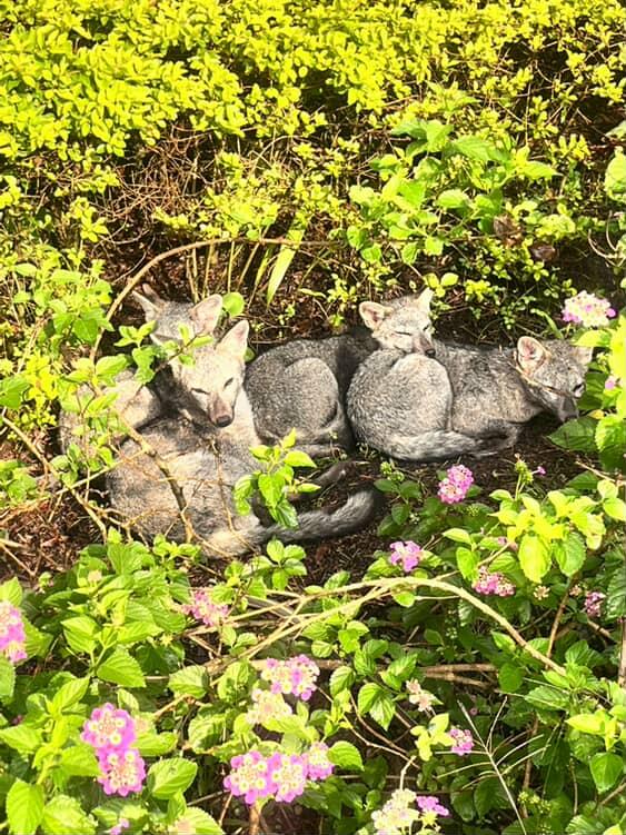Una familia suramericana. La ciudad del Zorro Perro.

(Andrea Cadena tomó la foto en el centroccidente de Medellín).