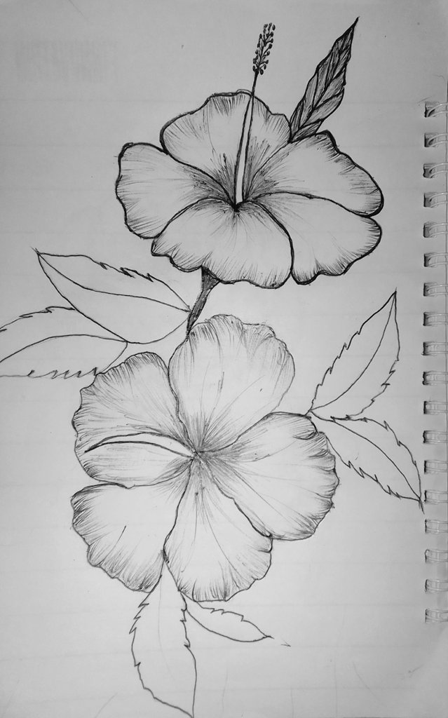 adewumiafonja24's tweet photo. Blooming with creativity. Hibiscus flower 🌺🤭Guess the next flower.... #floralvibes #art #nightdoodle #sketchdaily #hibiscus #artexplorer https://t.co/ko2ezPjm9t