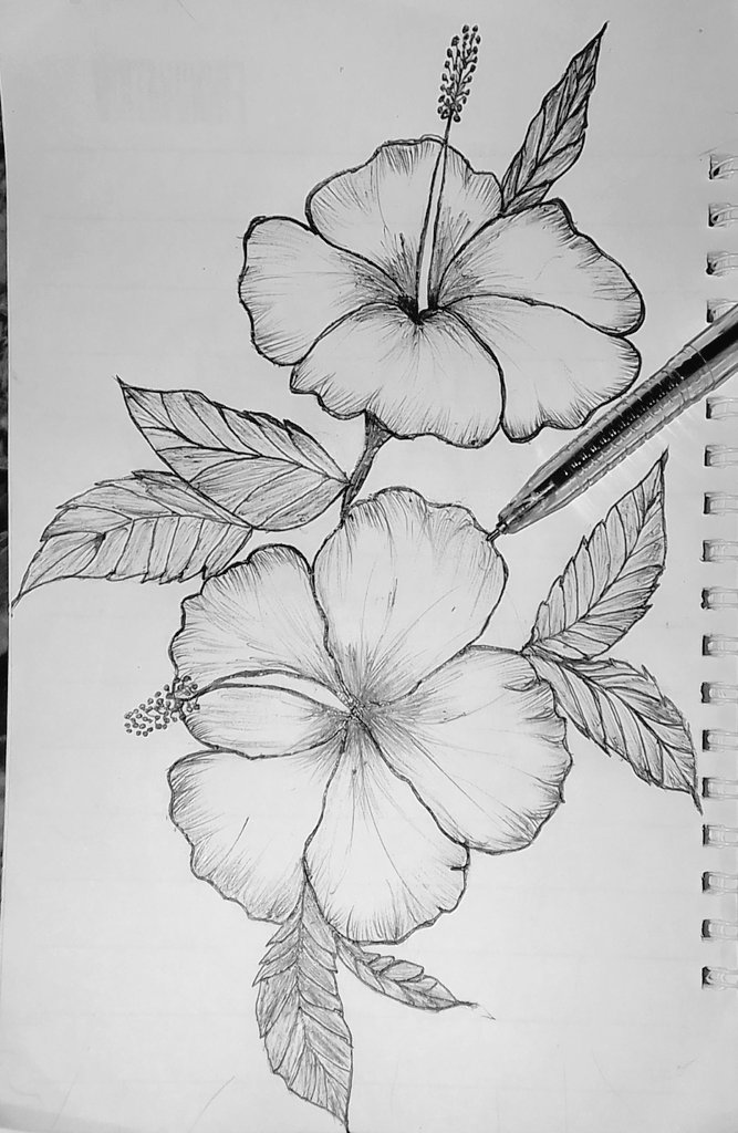 adewumiafonja24's tweet photo. Blooming with creativity. Hibiscus flower 🌺🤭Guess the next flower.... #floralvibes #art #nightdoodle #sketchdaily #hibiscus #artexplorer https://t.co/ko2ezPjm9t