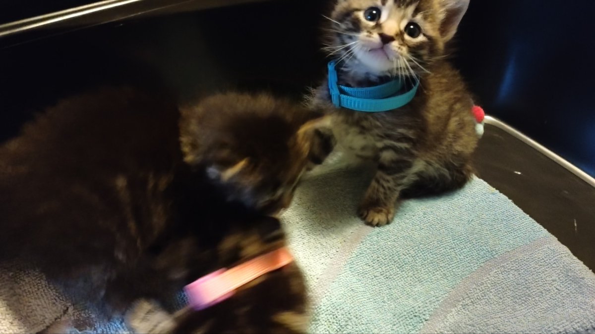 Clover_Patches's tweet photo. Please,  if you can help,  I can send my cashapp to anyone who asks- please.

Anything helps

The kittens until now, if it helps- two just got adopted https://t.co/A4R3UVWljz
