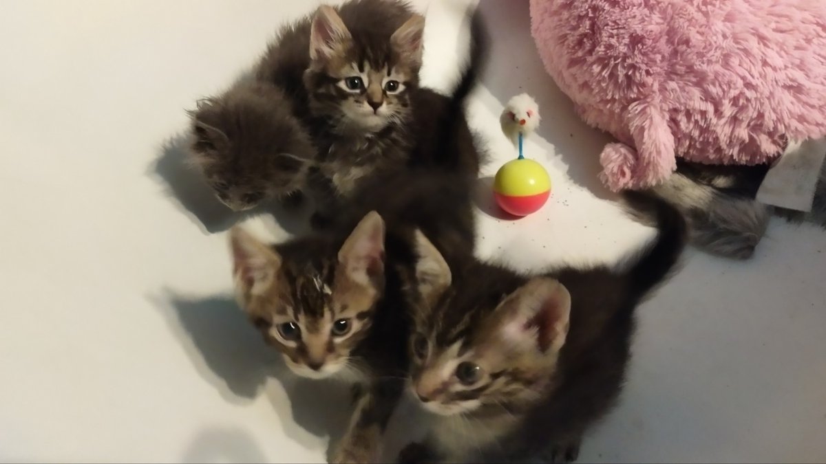 Clover_Patches's tweet photo. Please,  if you can help,  I can send my cashapp to anyone who asks- please.

Anything helps

The kittens until now, if it helps- two just got adopted https://t.co/A4R3UVWljz