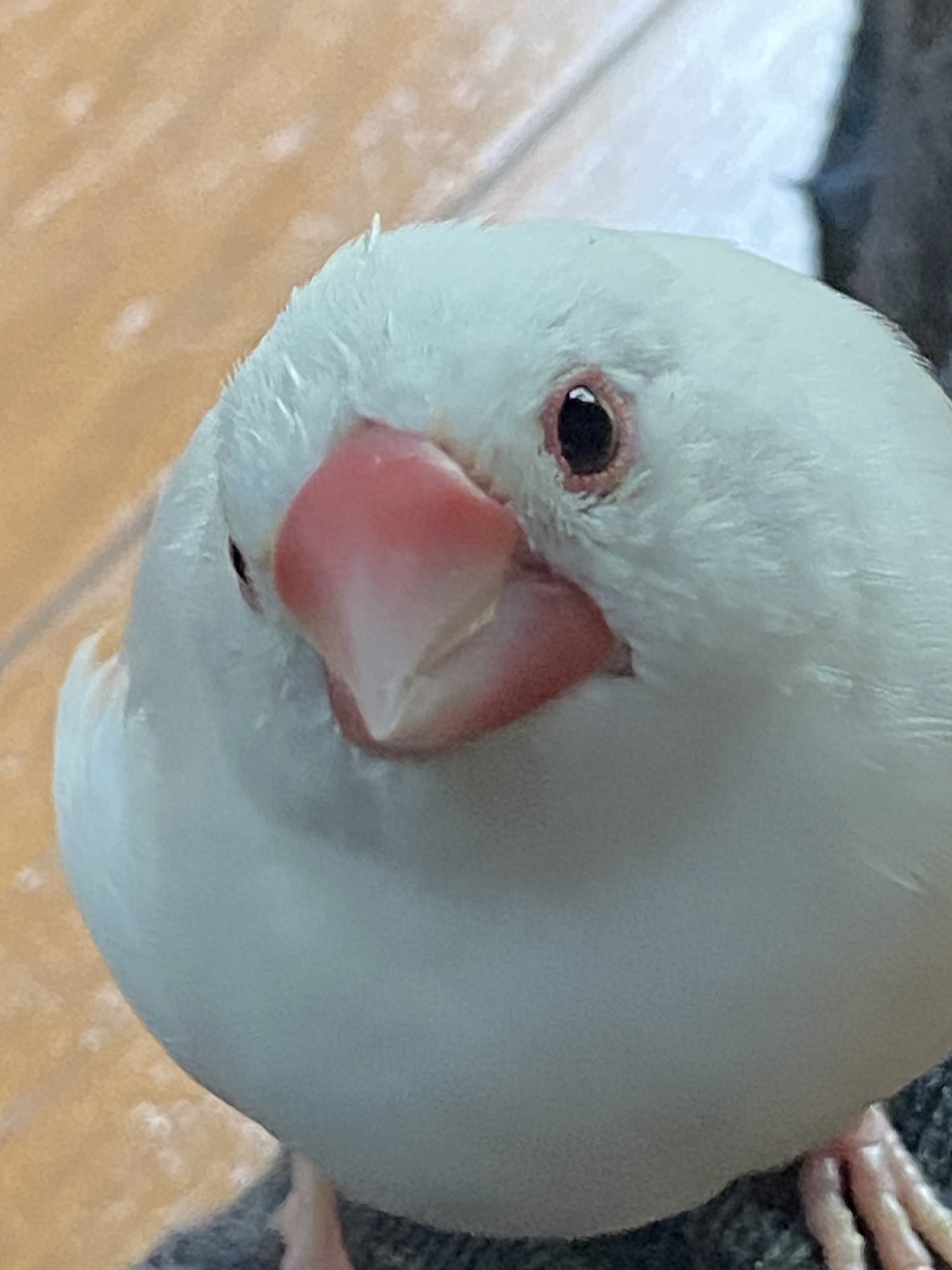ちくわ on X: 