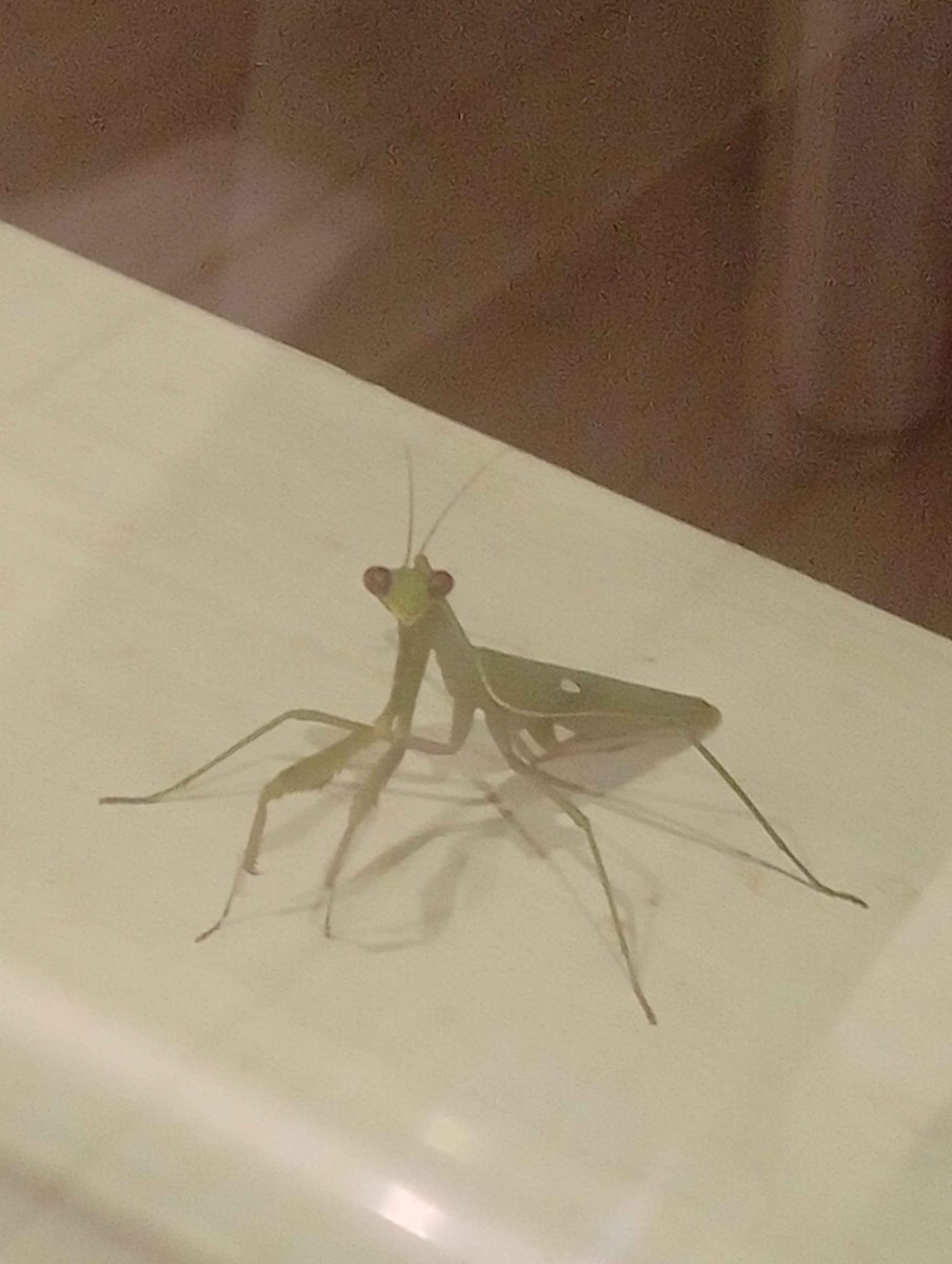 Nuh uh girl, Im not getting stick bugged by you today