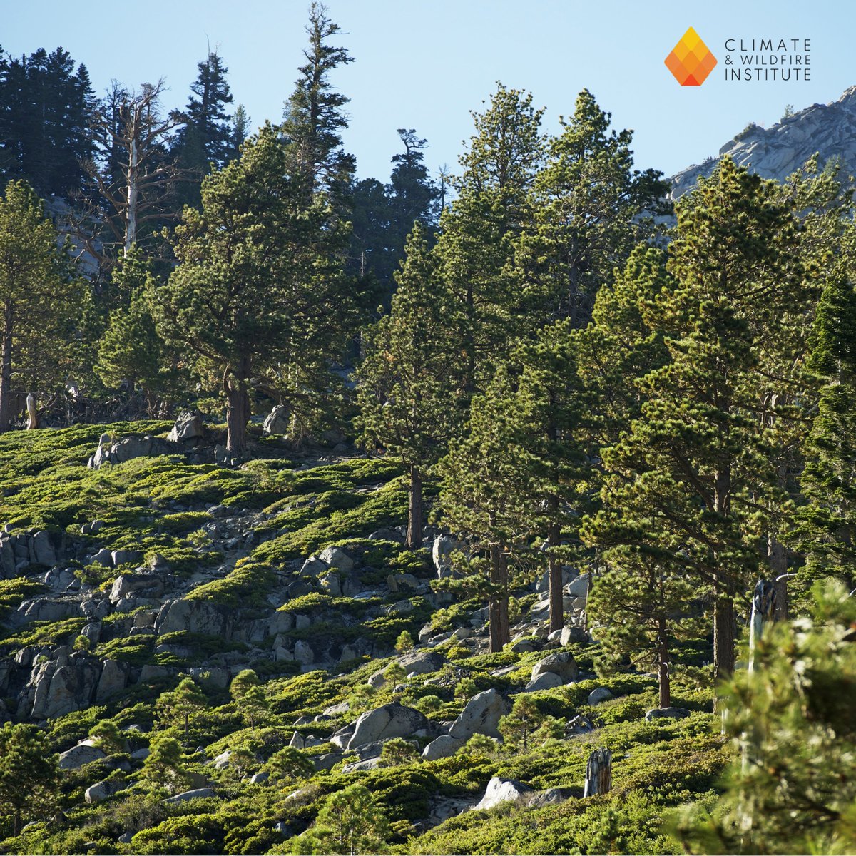 Climate & Wildfire Institute tweet media