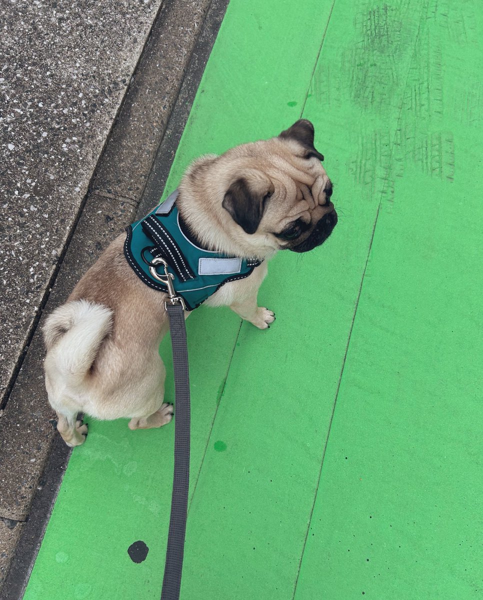 monji_pug's tweet image. 朝のさんぽ🐾
今日から10月、がんばろうねもんじろう