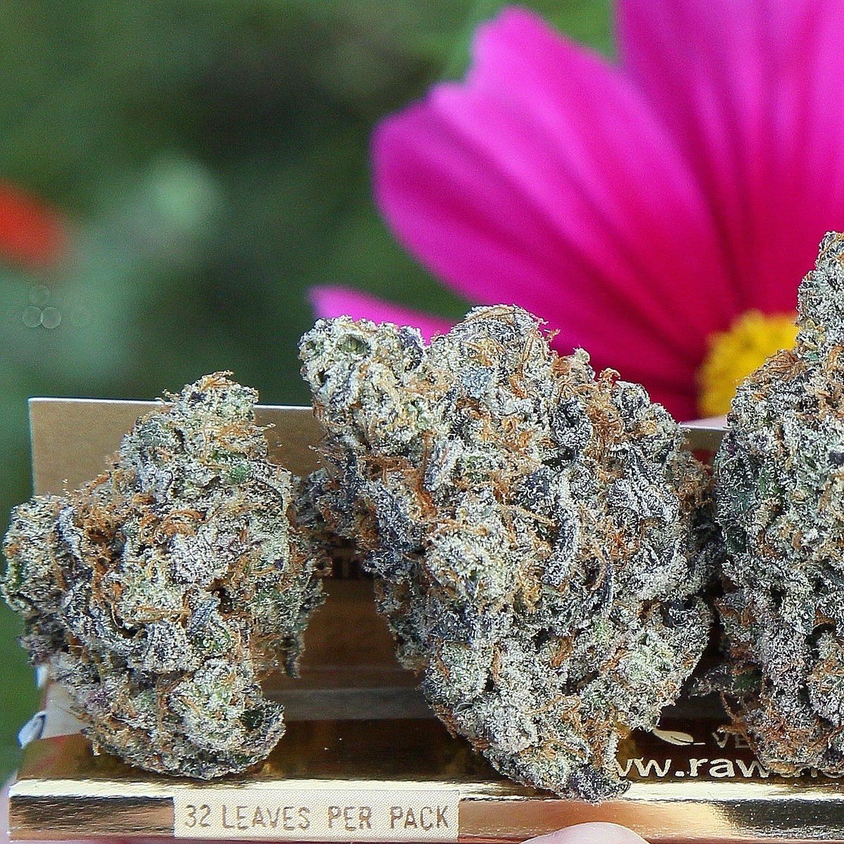 SpIiffWizard's tweet photo. Bank Roll 😍🔥🌸
(Pave x Gas Drop)

📸Photography @SpIiffWizard 
🌳Grow Herbal Dynamics, Oregon

#marijuana #cannabis #cannabislife
#StonerFam #420content #weedsmokers #sexystoners #spliffwizard #weedlife https://t.co/35mo2LJgUD