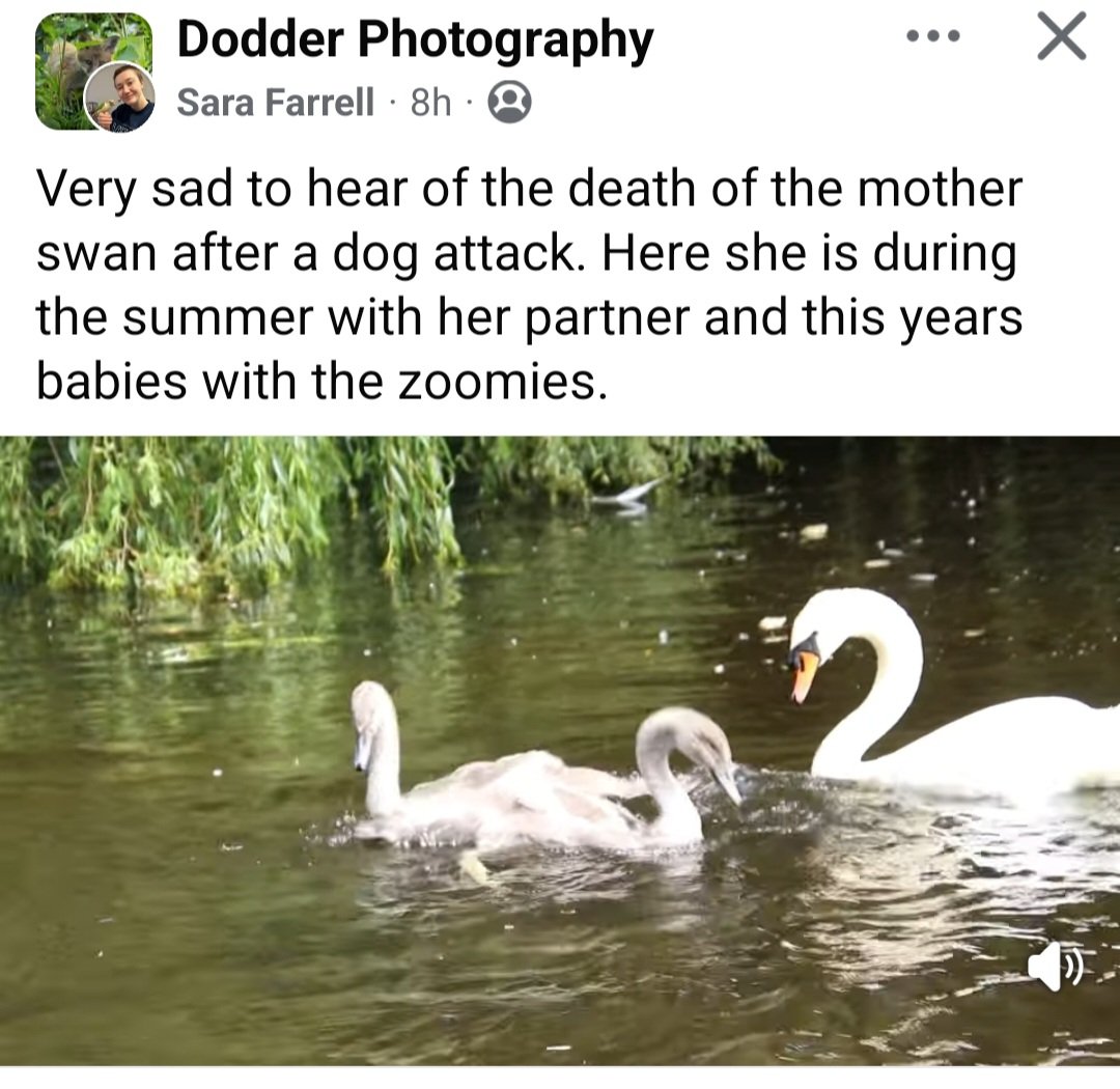 If you're a dog owner please keep your pet on its leash around wild areas.Apart from the obvious tragic attacks on large animals, dogs disrupt local habitats and Insecticide on dogs' fur can kill off  aquatic invertebrates in waterways. 
Just have little consideration for nature.