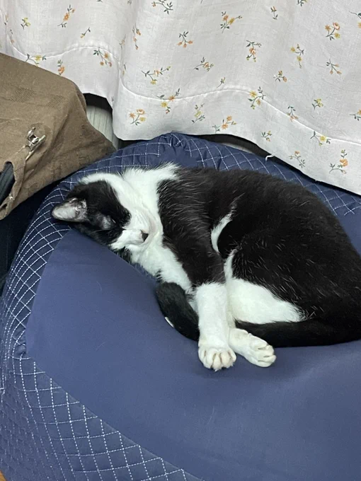 あめのひは…ねこやすみ…zzz…