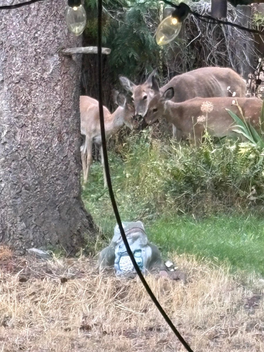 Rare sighting of the singular deer braincell being exchanged