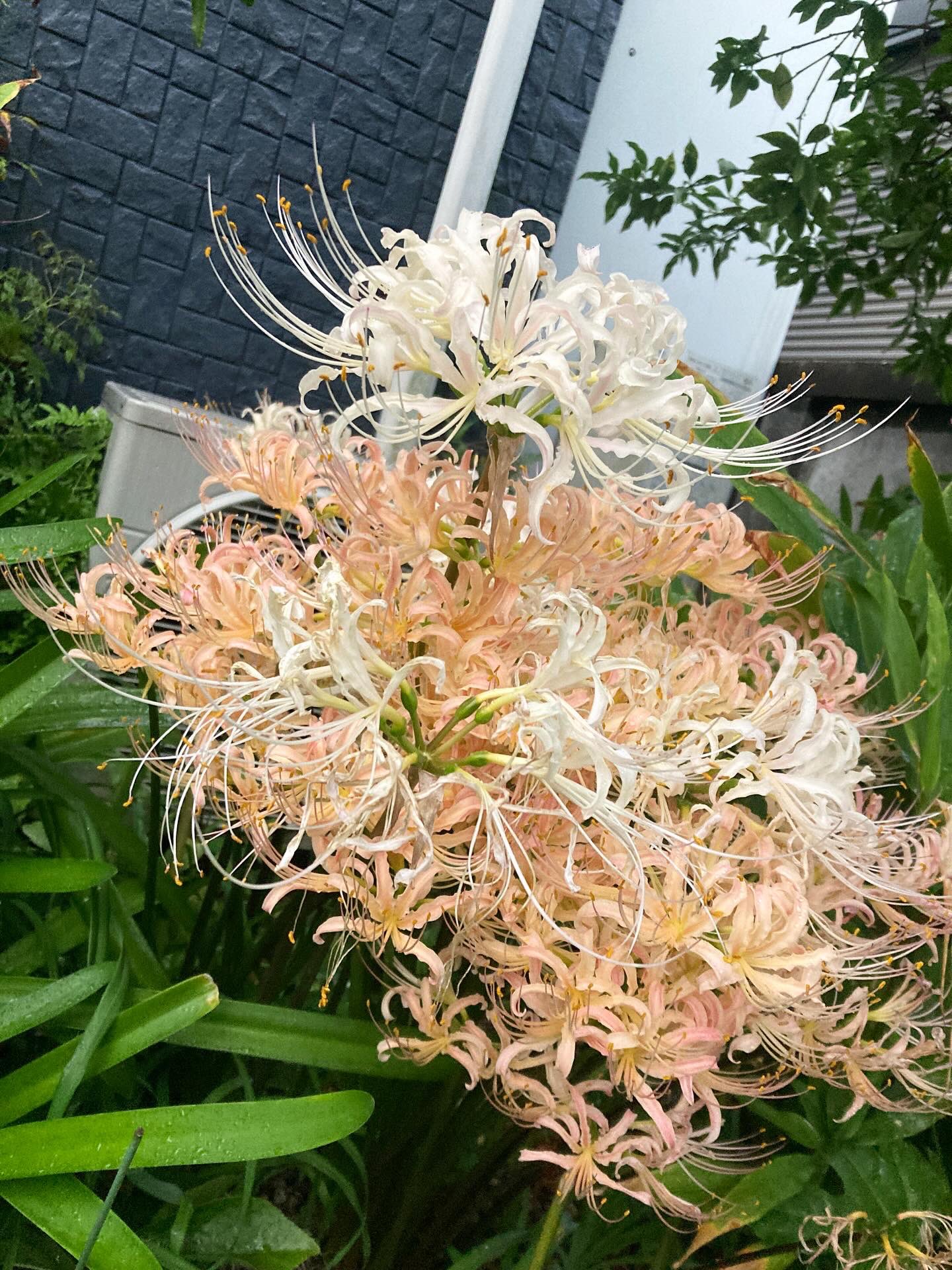 中国美術　辰砂花入　高さ16.5㎝　東Y7-0530②タサオ 中国美術 辰砂花入 高さ16.5㎝ 東Y7-0530②タサオ 中国美術 辰砂