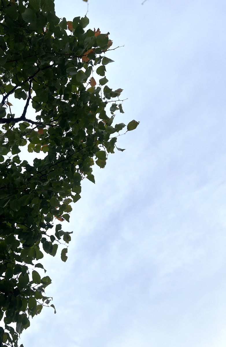 10月！☁️
昨日、換気扇を掃除→回転数アップ🌀
私も早朝ジム復帰→回転数アップ💪
油は落ちる、脂肪は落ちぬ
ってな訳で元気に始めましょー