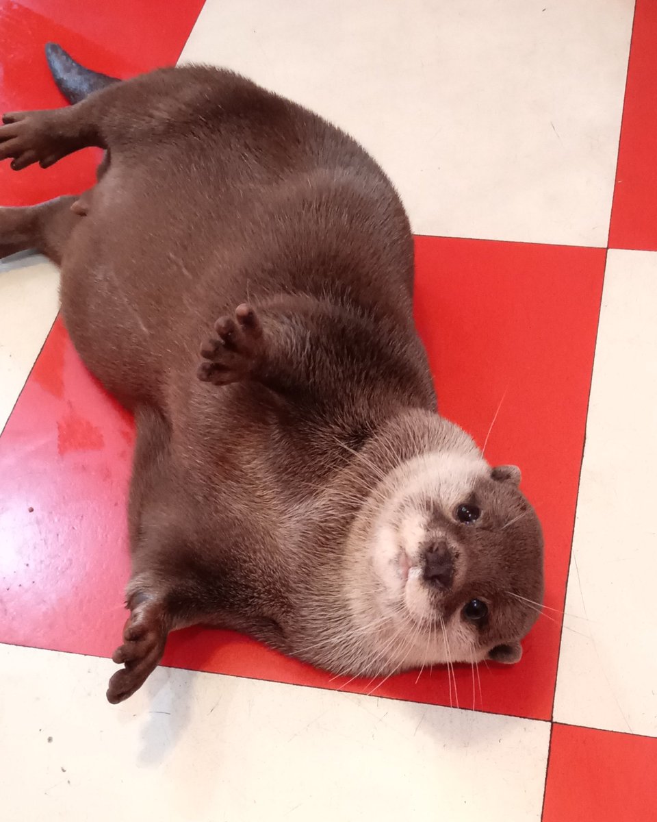 Kawausoarea's tweet image. æ¬æ¥ã¯èšæäŒæ¥ãšãããŠããã ããŸãð
#ã«ã¯ãŠãœ #ãããã #otter #ç #ìë¬ #ã«ã¯ãŠãœAREA #倧é #åå€å±
